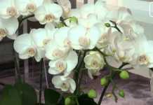 Article vidéo. Le luxe contemporain du Mandarin Oriental