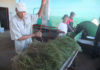 Portrait d’entreprise: Heiveld ou l’empowerment des exportateurs sud-africains de rooibos