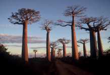 De grandes ambitions pour le tourisme à Madagascar